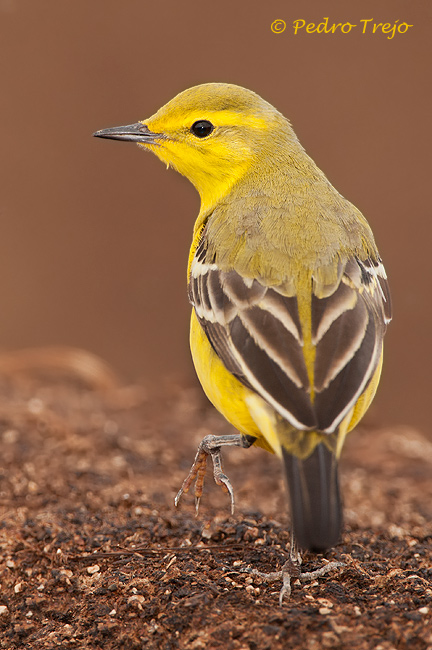 Lavandera Boyera (Motacilla Flavissima)